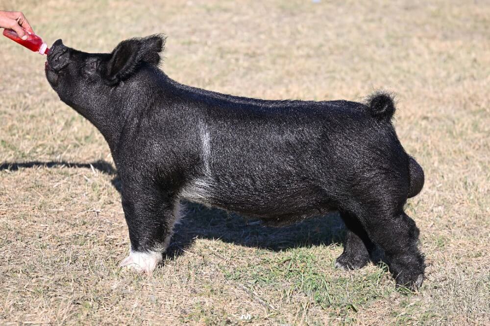 Monkey BusinessCurrent Boars